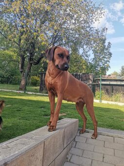Rhodéský ridgeback - chlapečci k rezervaci 💙 - 3