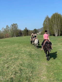APha 7 leta černá klisna - 3