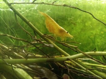 Neocaridina Davidi ( - 3