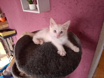 Koťátka ragdoll - 3