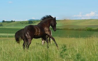 Nabízím valacha paint horse APH, - 3