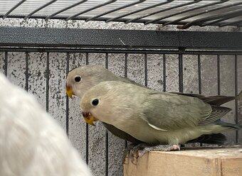 Agapornis Růžohrdlý - 3