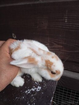 Zakrslý králíček 🐰 - 3