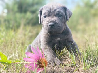 CANE CORSO - 3