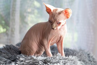 Kanadský sphynx kočička - 3