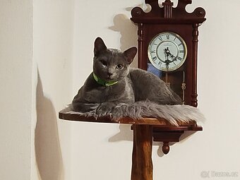 Ruská modrá s pp - 3