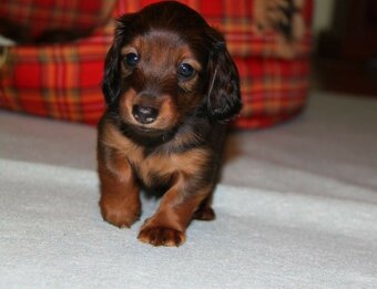 Jezevčík dlouhosrstý trpasličí - 3