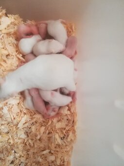 Myš bílá - laboratorní - 3