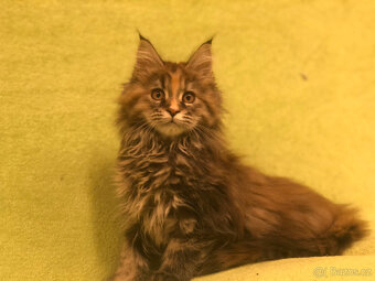 Mainská mývalí s PP - 3