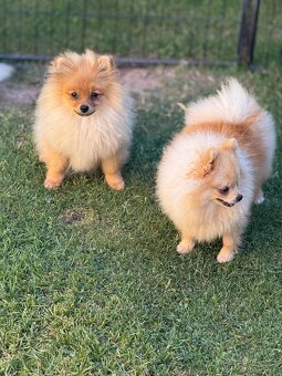 Pomeranian s PP - 3
