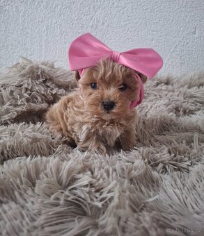 Maltipoo - 3