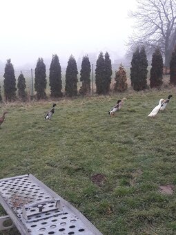 Indický Běžec - 3