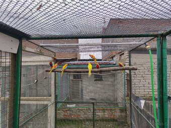 Prodám neofémy a penanty. - 3