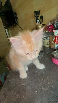 Mainská mývalí - 3