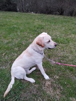 Labrador-fena - 3