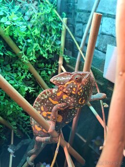 chameleon jemenský - 3