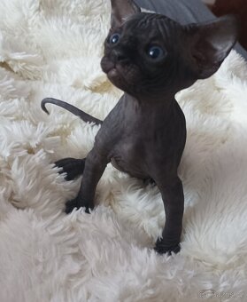 Kanadský sphynx - 3