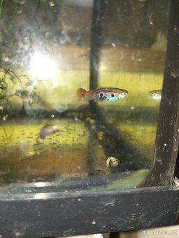 Prodám Poecilia shenops,gupky - 3