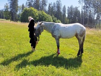 Mimořádná Appaloosa klisna 90%FPD - 3