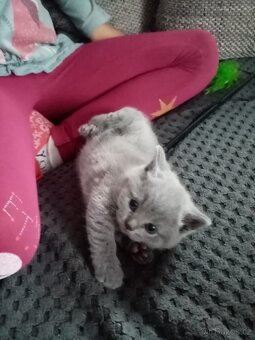 Bratrská modrá kotata - 3