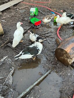 Kachna pižmová čínská - káčata - 3