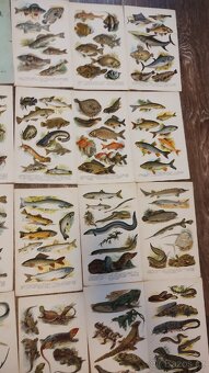 Koberův atlas plazů - 3