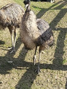 mláďatá emu hnedy - 3