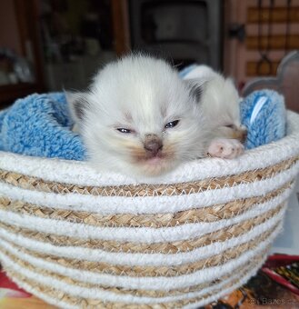 Nádherné koťátka Ragdoll s Pp k rezervaci - 3