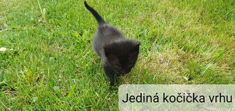 Daruji koťata do dobrých rukou - 3