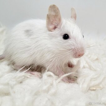 Osmák degu s PP – mláďátka - 3