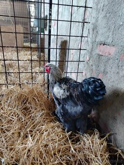 Prodám brahamku velkou - 3