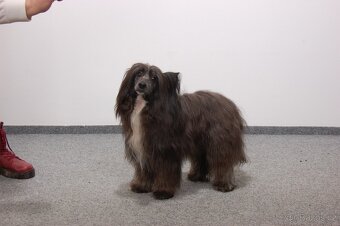 Čínský Chocholatý - 3