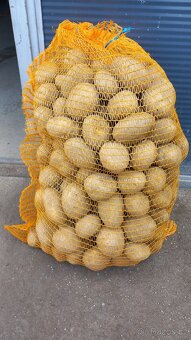 Brambory Adéla z vysočiny - 3