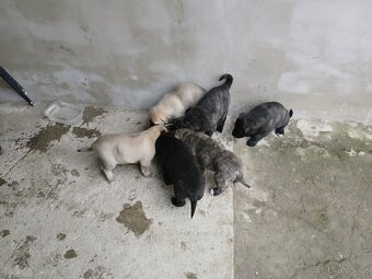 Středoasijsky pastevecky pes - 3