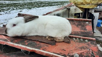 Chovné králíci - 3