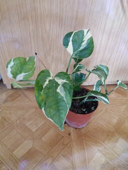 Epipremnum NJOY - 3