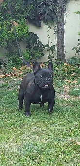 Francouzsky buldoček s PP/French bulldog - 3
