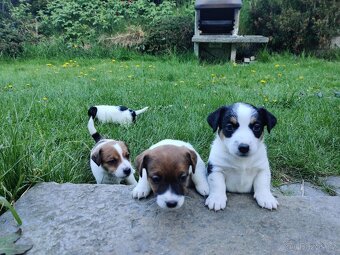 Štěňata Jack Russell terier s PP - 3