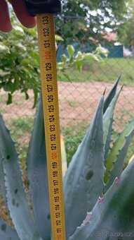 Prodám Agave - 3
