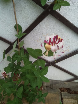 lonicera červená, pnoucí vonící dřevina, sazenice - 3