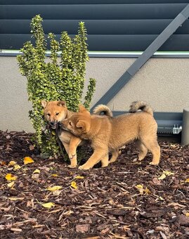 Štěňátka Shiba-inu - 3