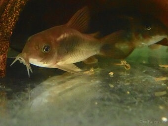 Pancéřníček zlatopásý - 3