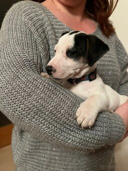 Jack Russell teriér - štěně - 3