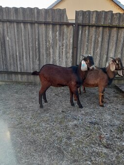 Anglonubijský  kozel s nárokem na POP - 3