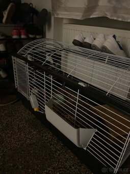 morče + klec pro něj - 3