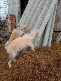 Kozel Anglonubijský - kůzle - 3