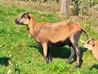 Kamerunská ovce - 3