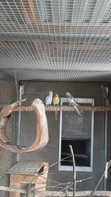 Prodám Alexandry malé - 3