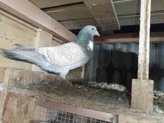 Košoa (cauchois) - 3