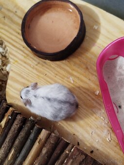 Křeček džungarský - 3